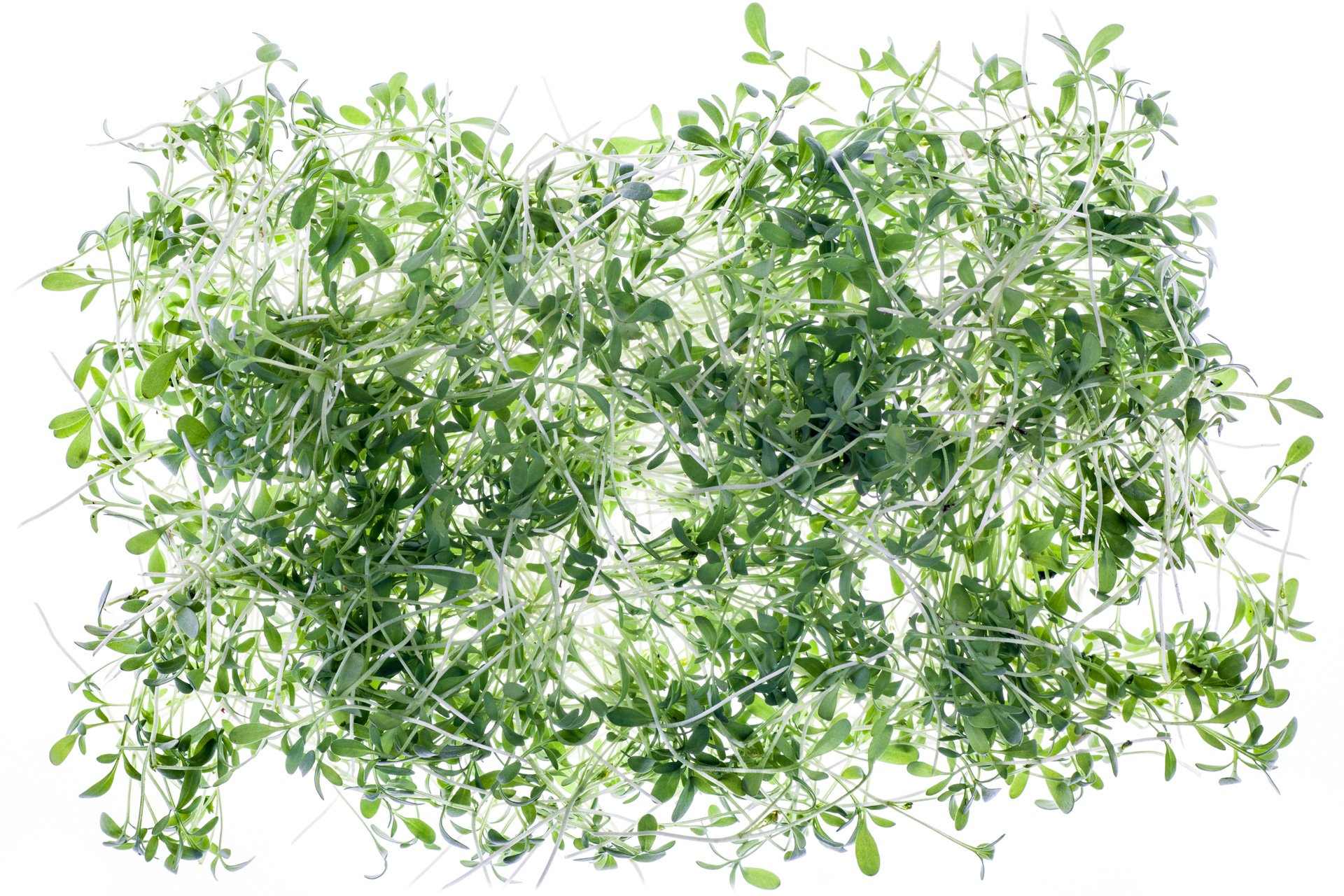 Micro garden cress