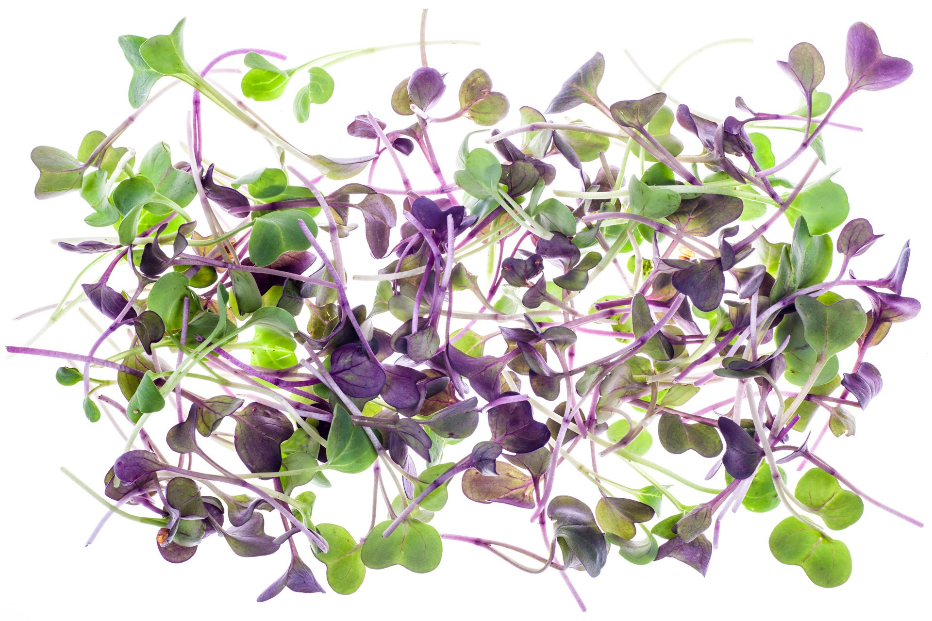 Micro sakura leaves