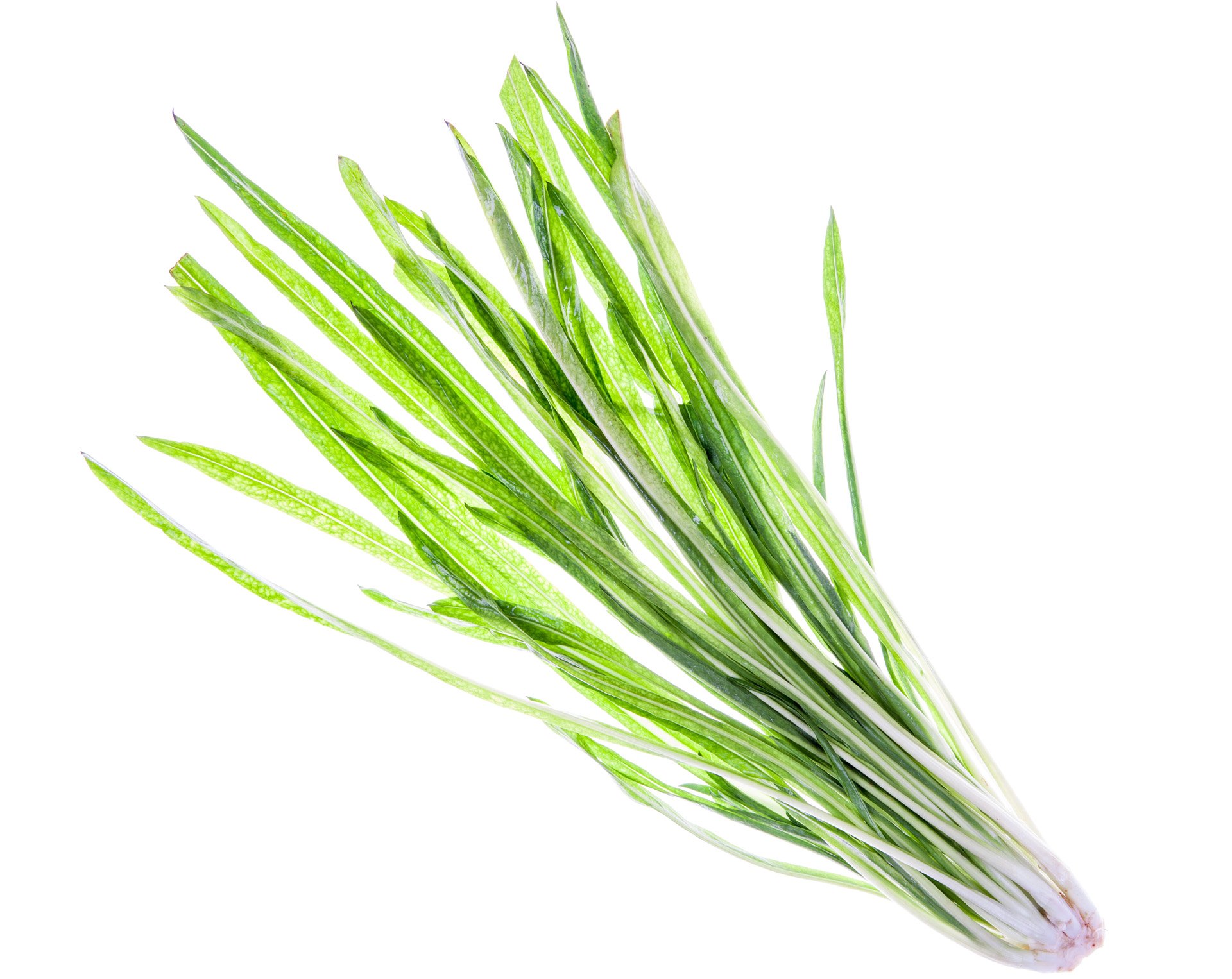 Puntarelle