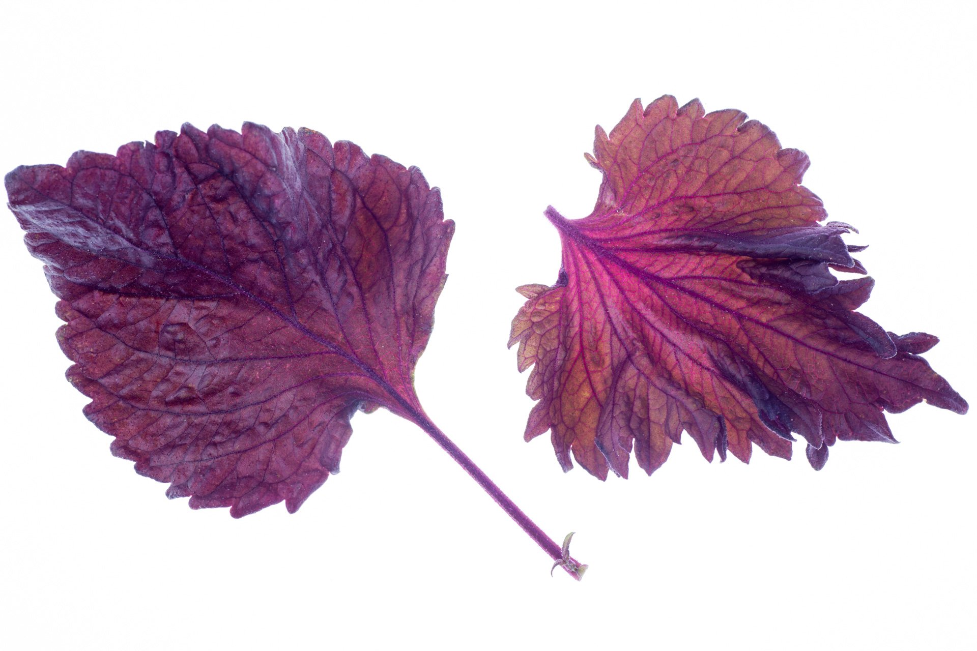 Red shiso leaves