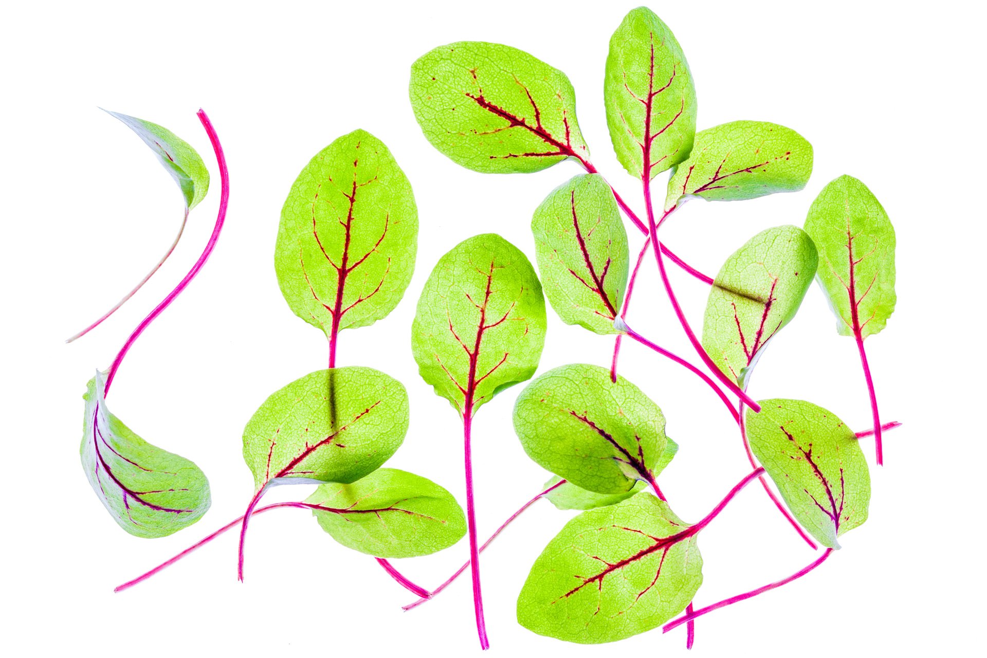 Micro red vine sorrel