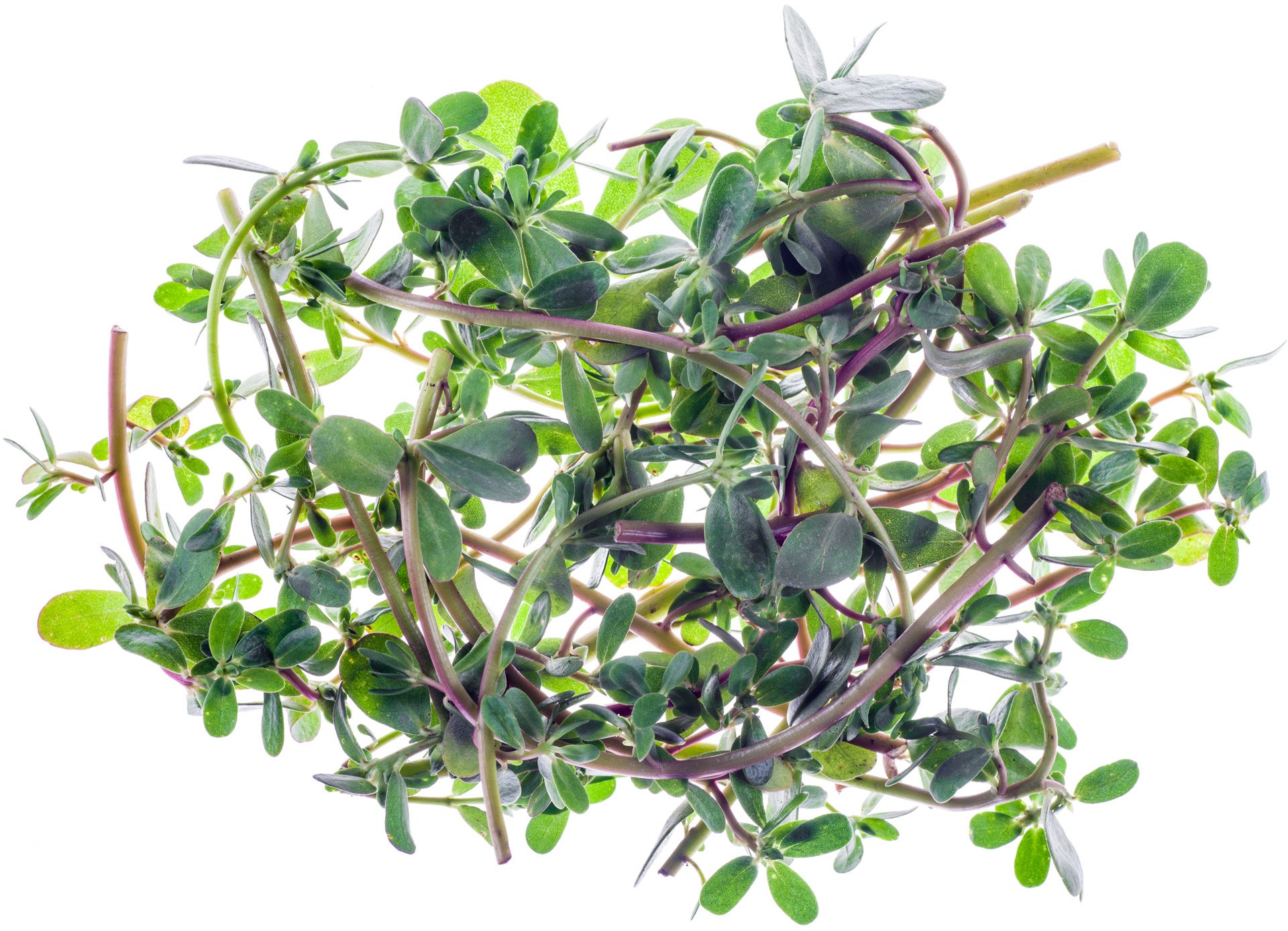 Purslane