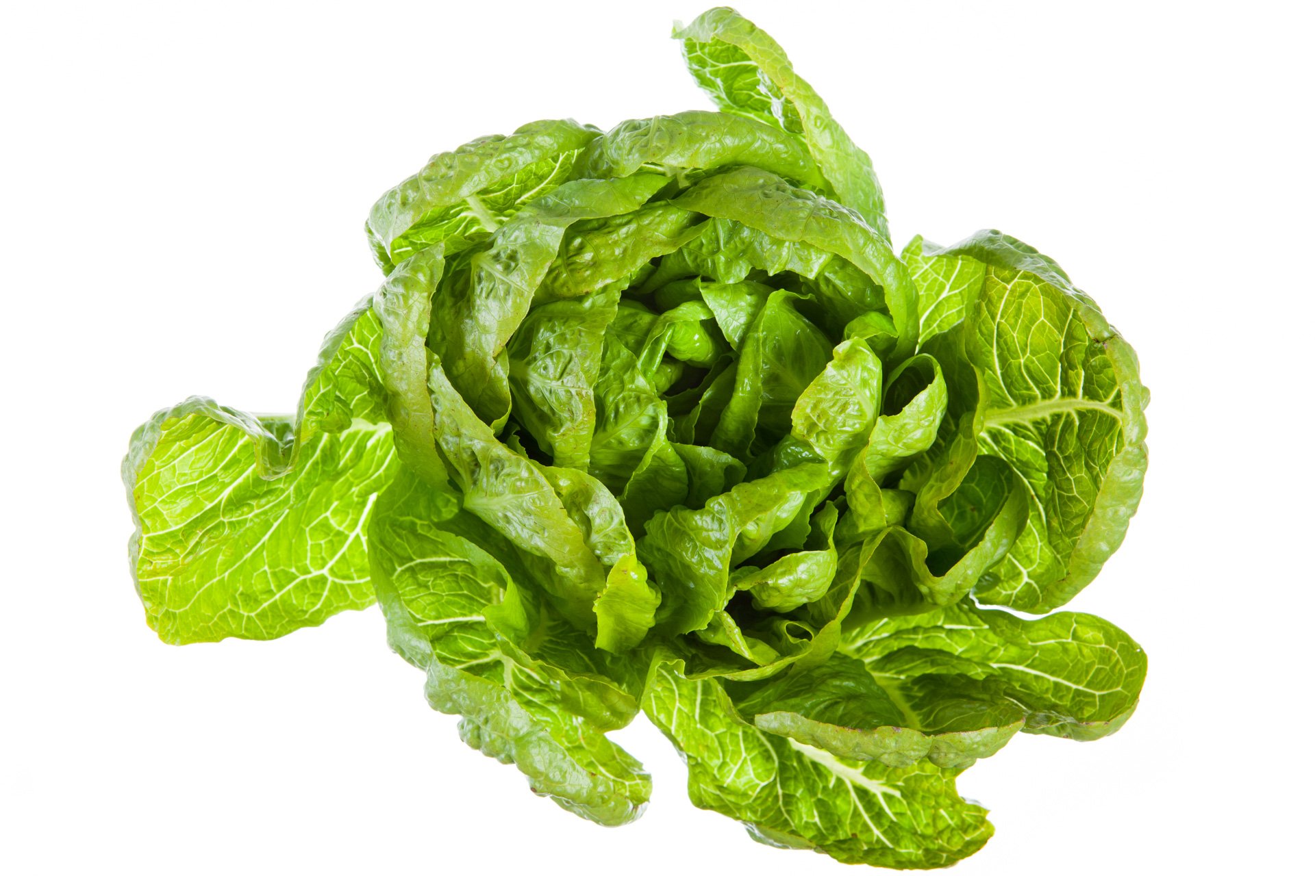 Romaine lettuce