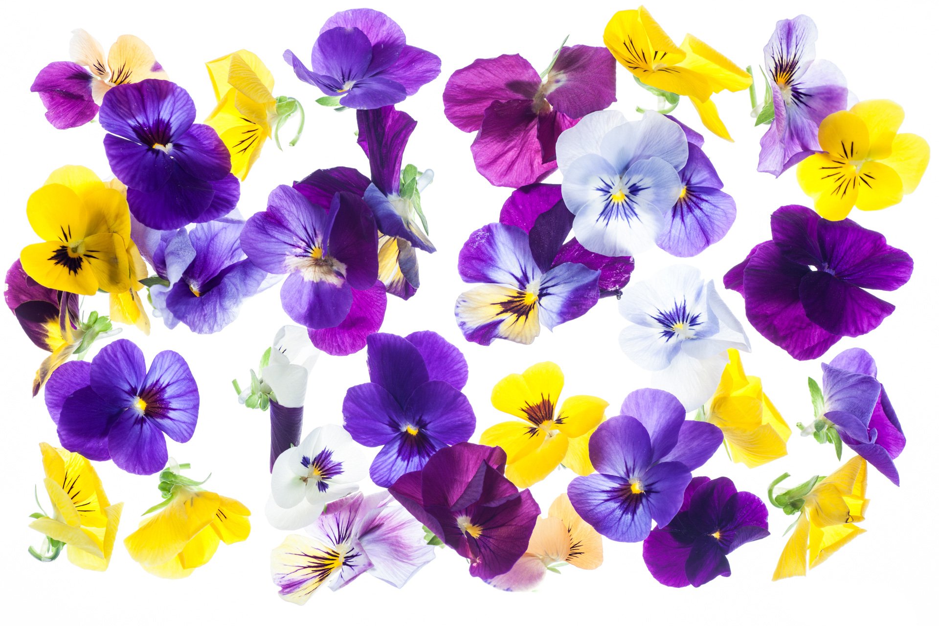 Viola tricolor flowers