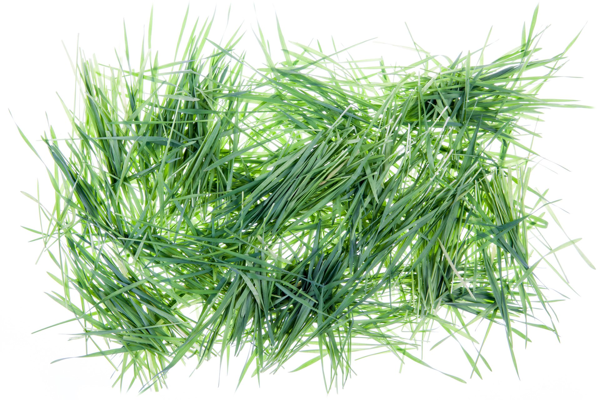 Wheatgrass