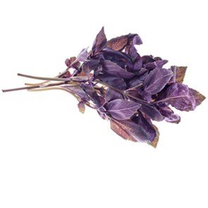 Purple basil