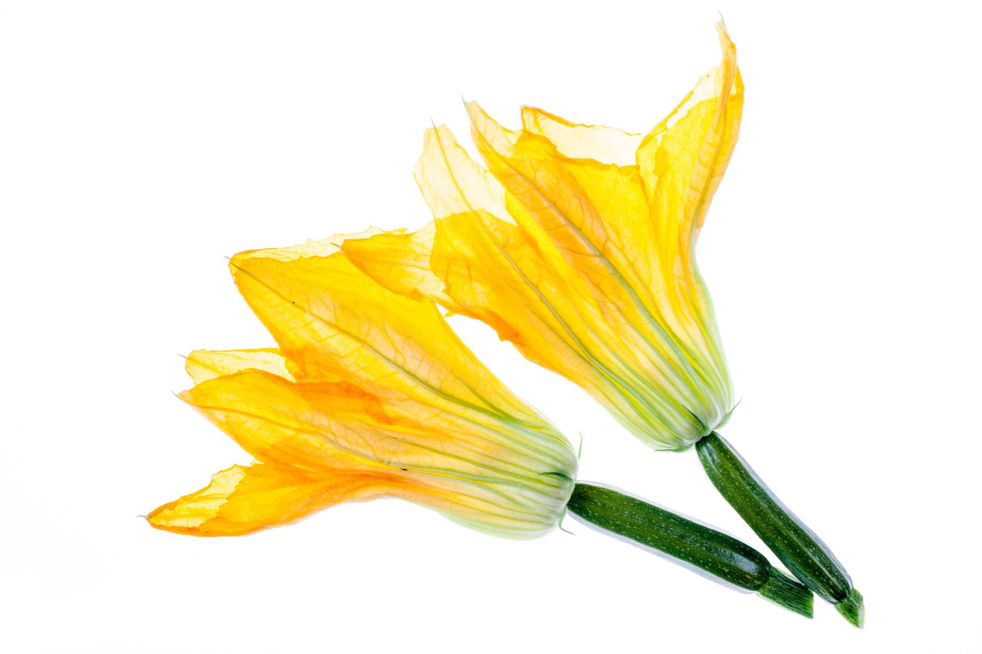 Zucchini flowers