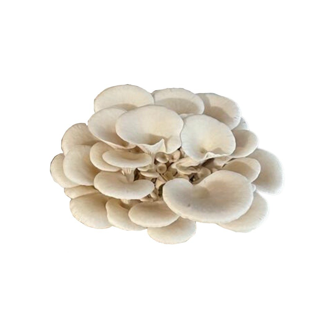 White oyster mushrooms