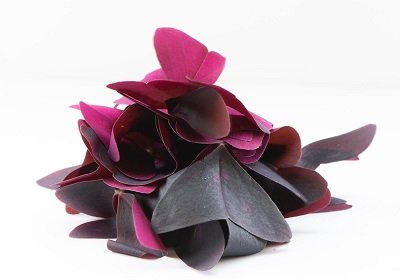 Oxalis butterfly leaf