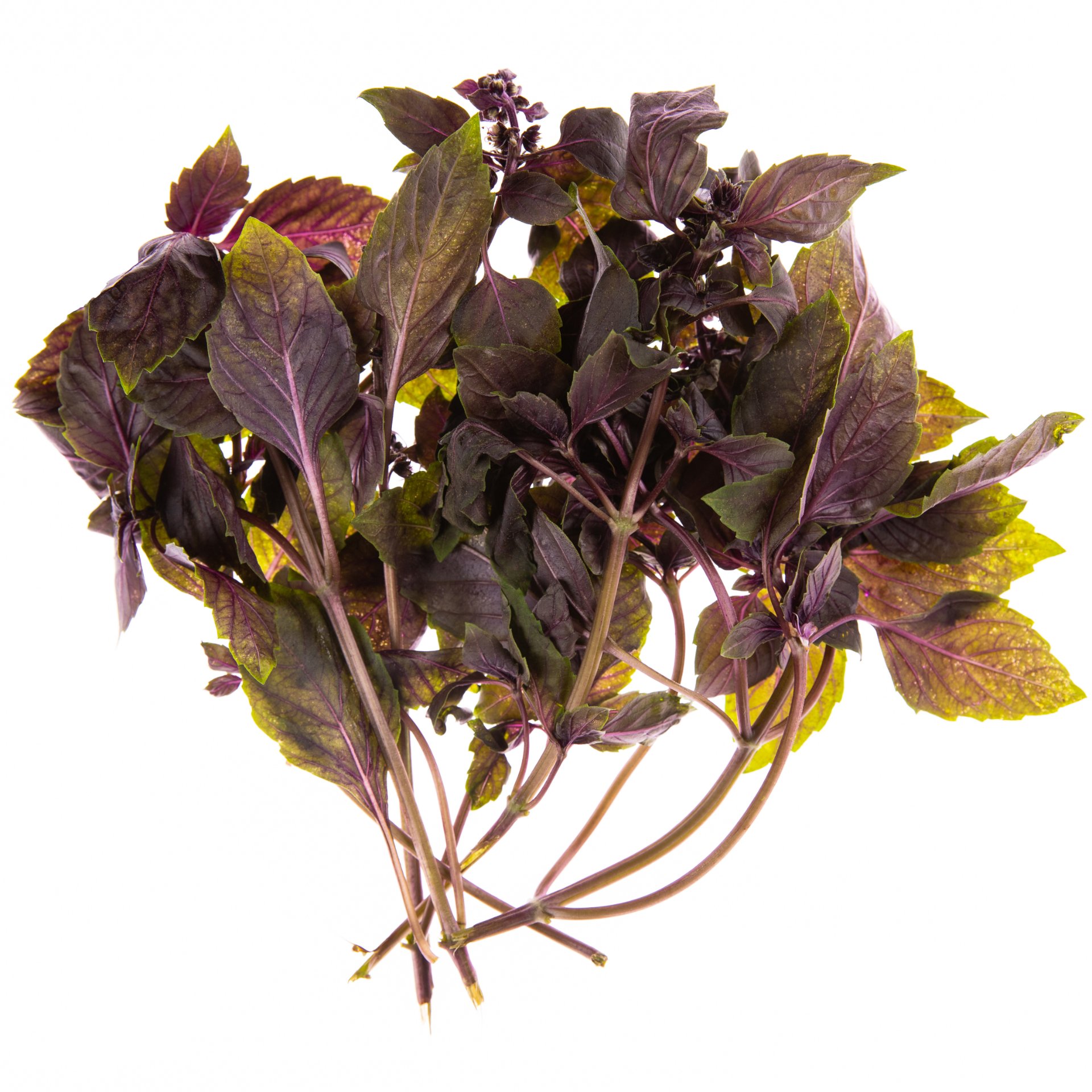 Purple basil