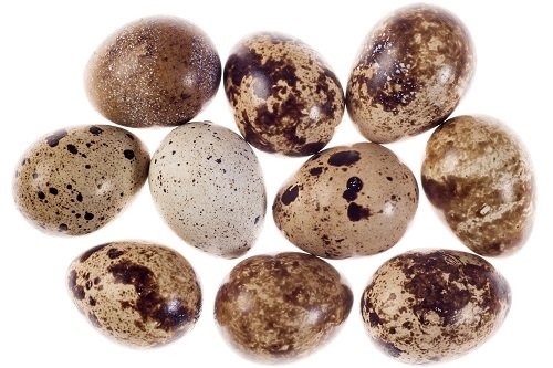 Quail eggs