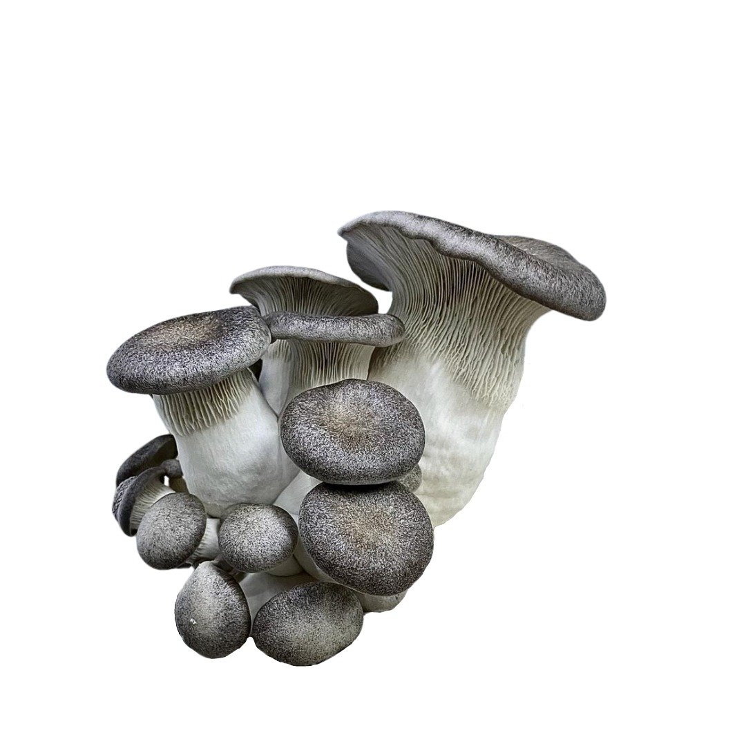 Black pearl mushrooms