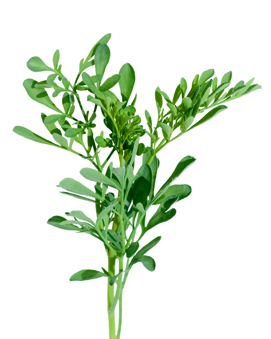 Ruta chalepensis