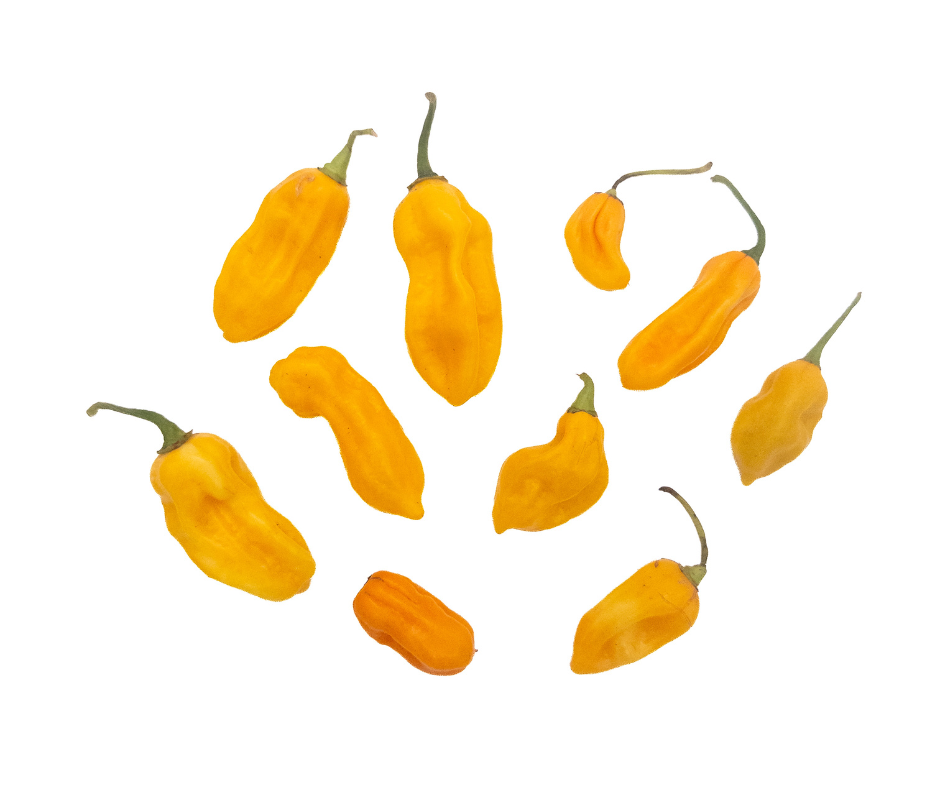 Naga Dorset Hot Pepper