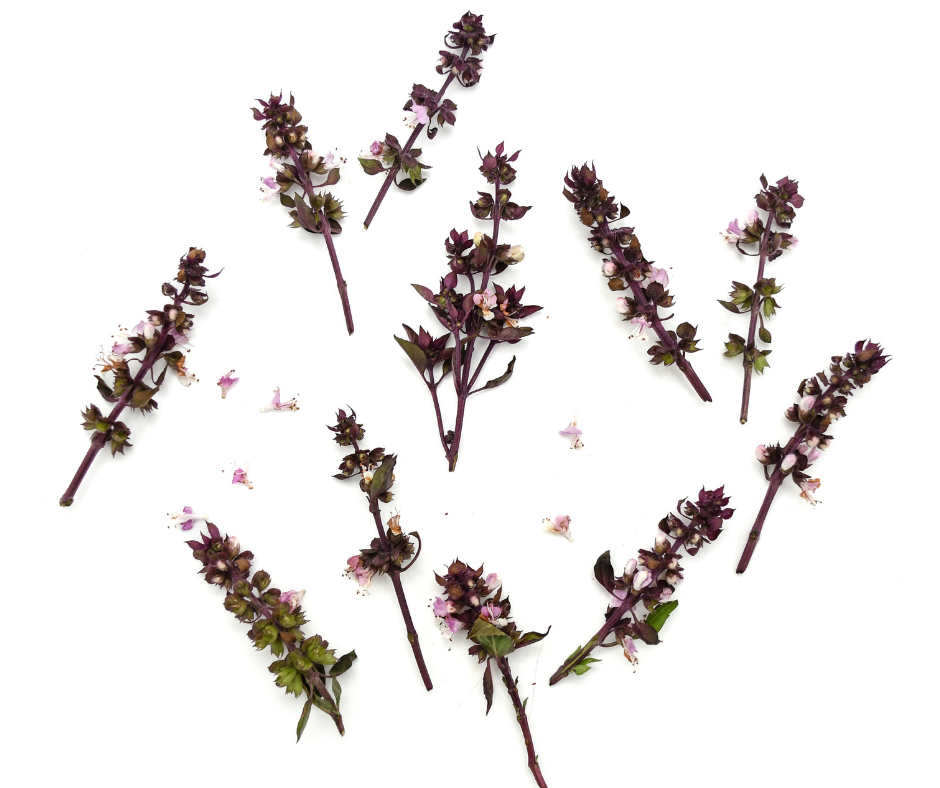 Purple Basil Blossoms