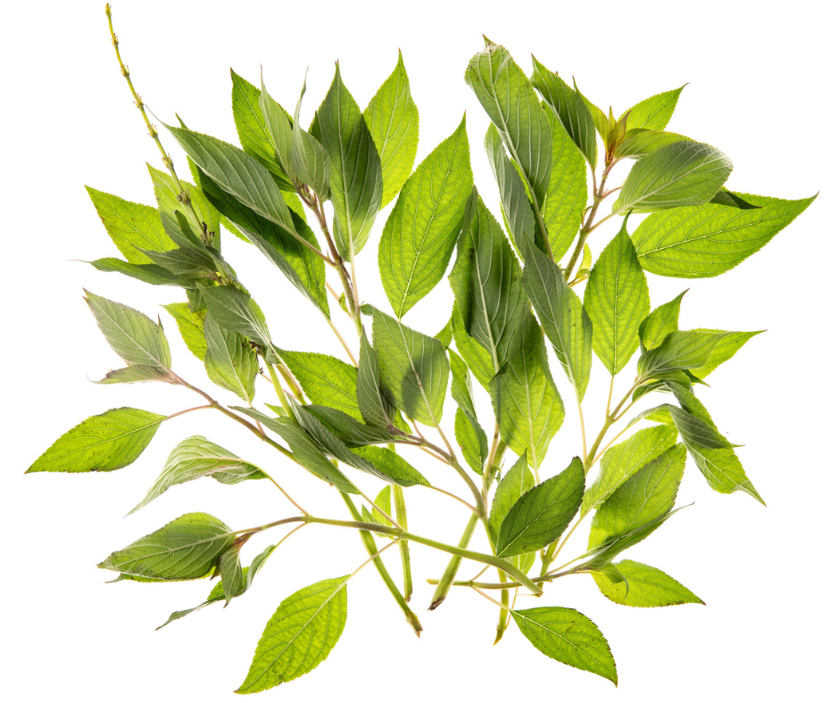 Pineapple Sage