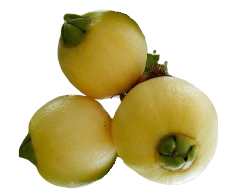 Panama berry