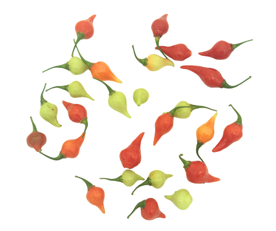Colorful Mini Bell Peppers