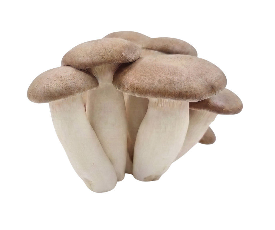 Malkat HaYaar Mushrooms - YAAR Farm