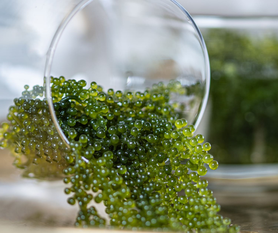 Sea Grapes - Umibudo (Green Caviar)