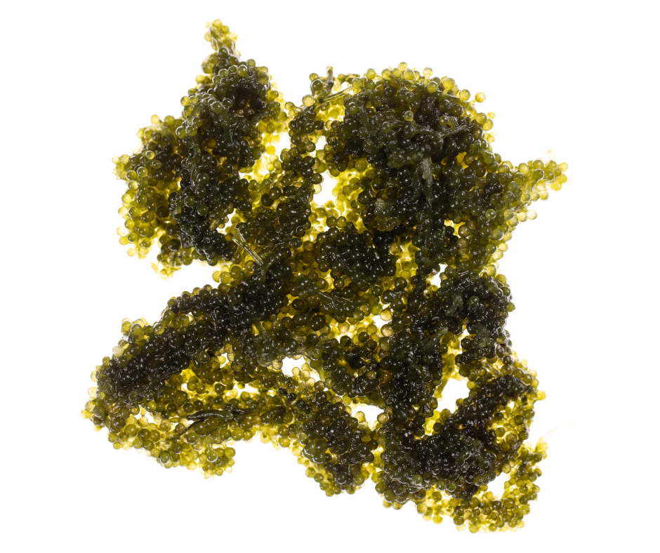 Sea Grapes - Umibudo (Green Caviar)