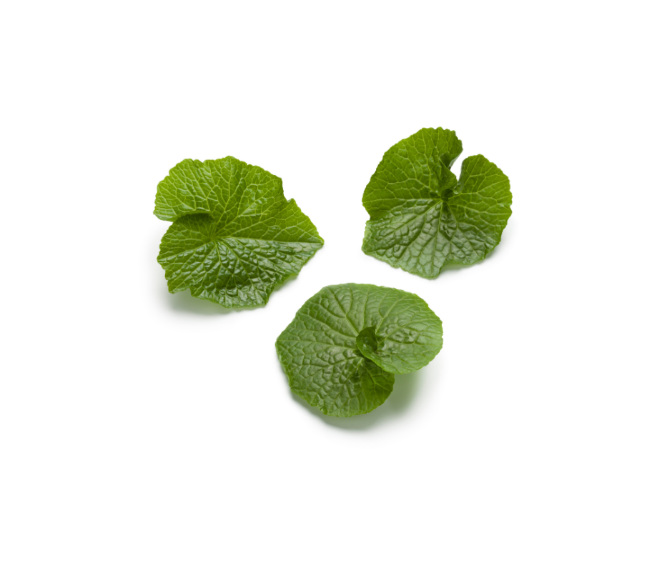 Baby Wassabi leaves