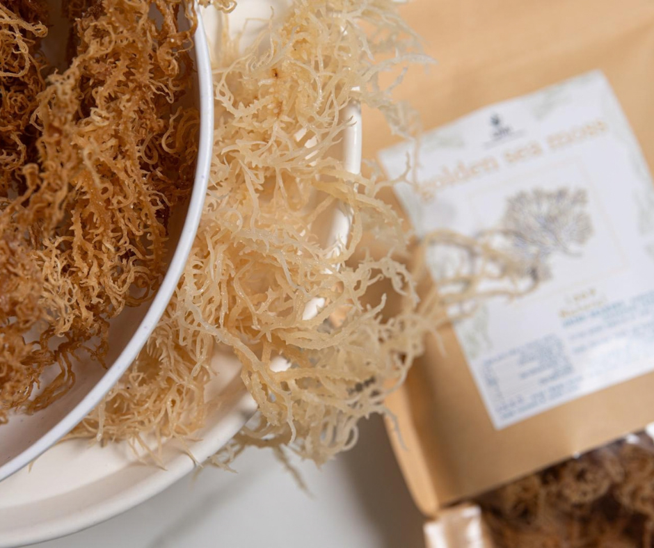 Golden Sea Moss - Umi - Seaweed