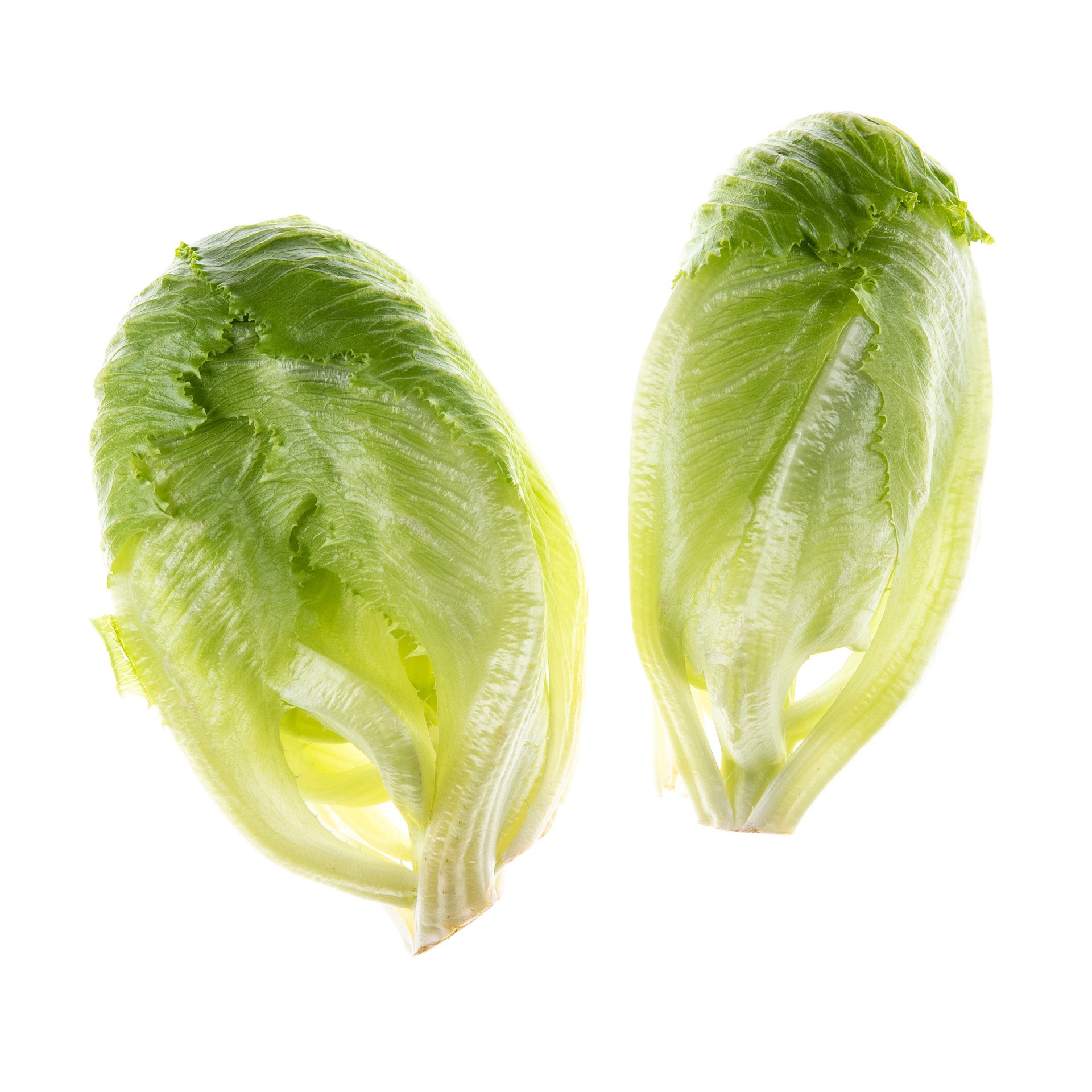 Gambit Lettuce