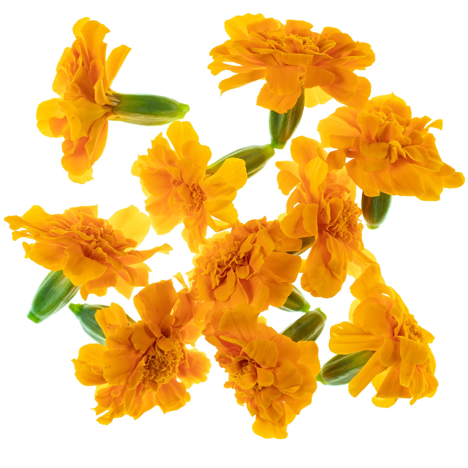 Orange Tagetes Flowers