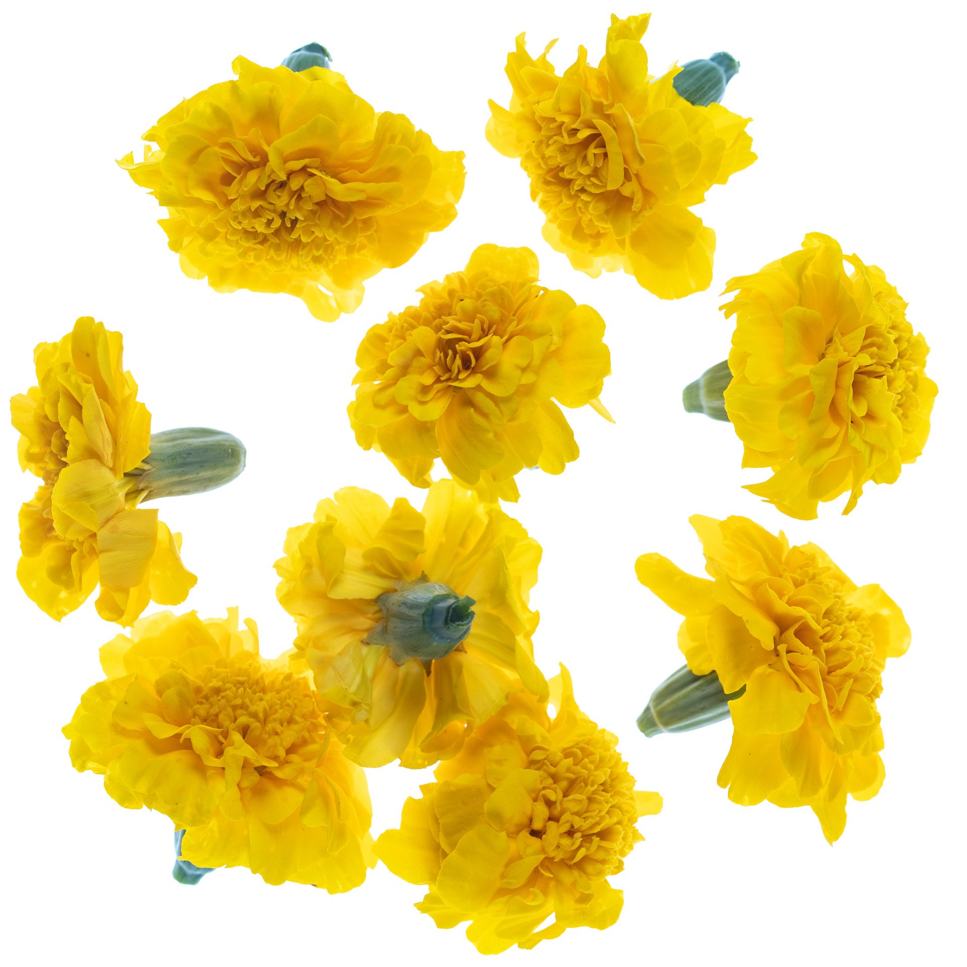 Yellow Tagetes flowers