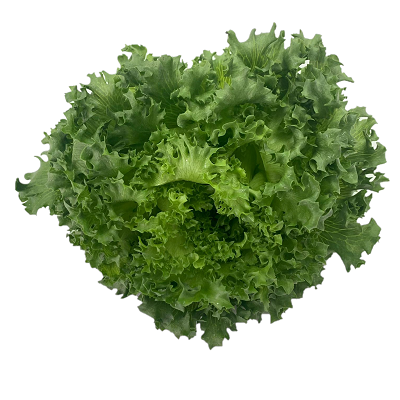 Lalique lettuce