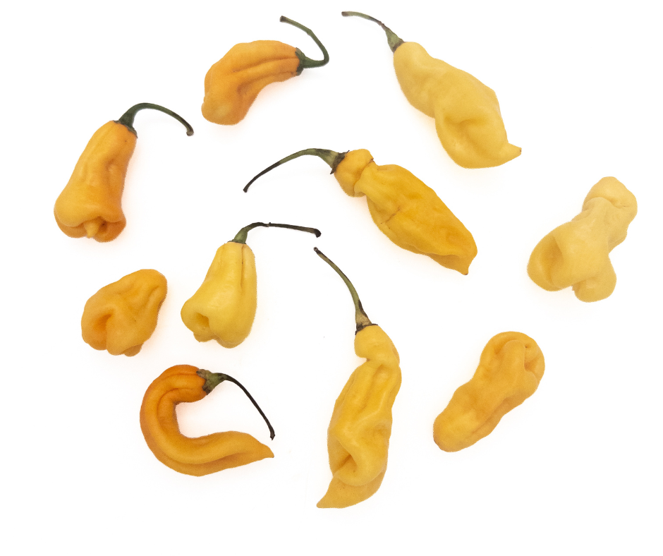 Madame Jeanette Hot Pepper