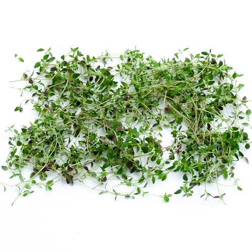 Micro Thyme