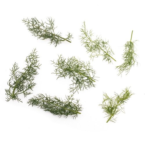 Micro fennel