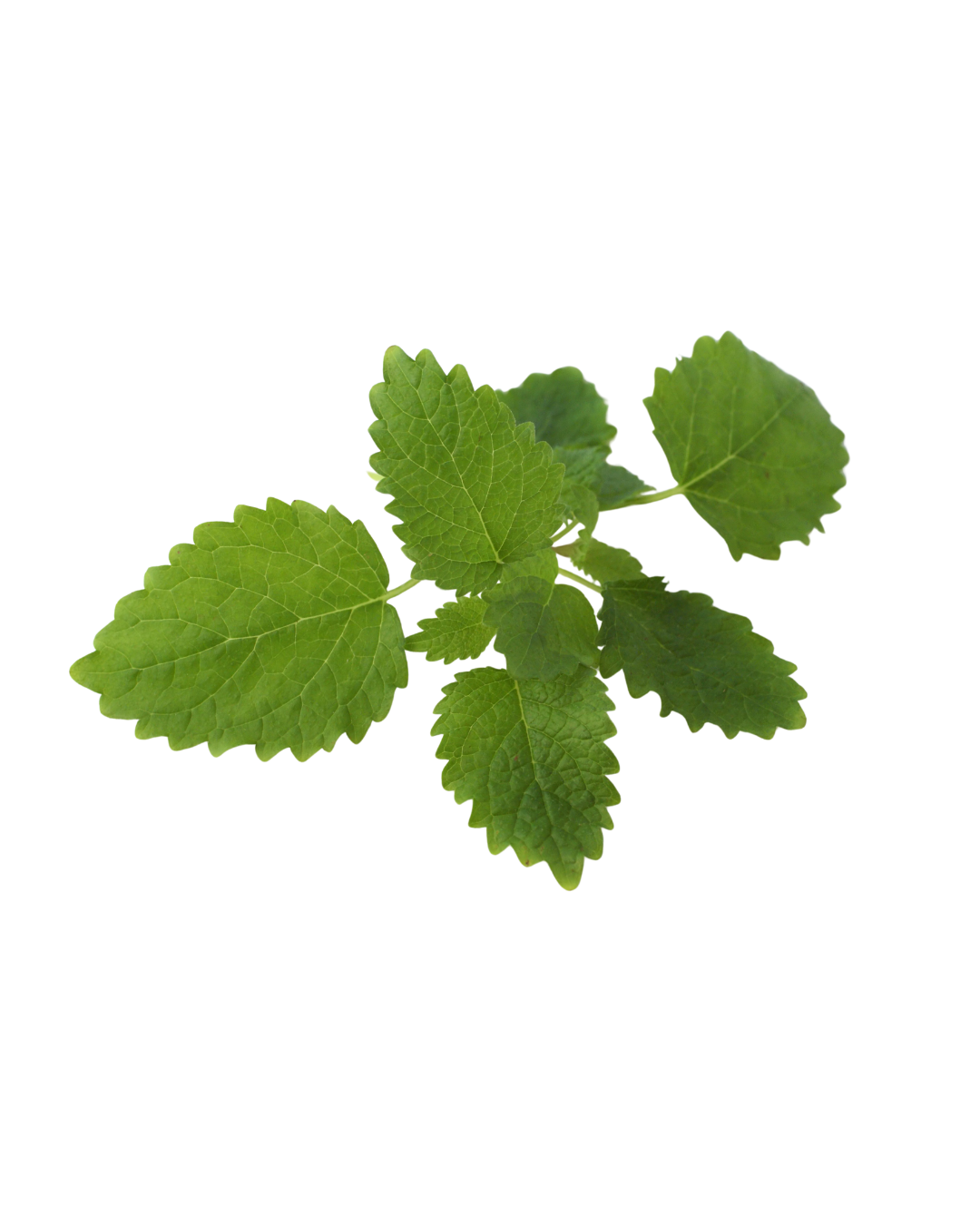Lemon balm