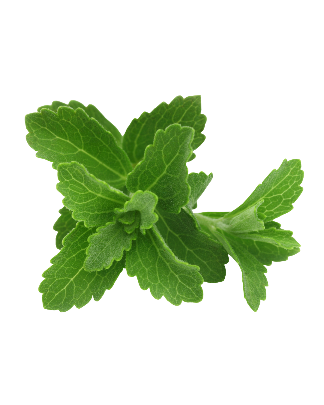 Stevia