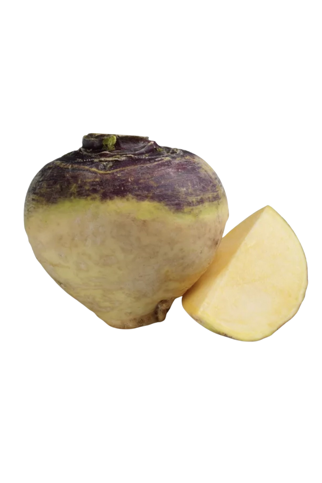 Rutabaga root