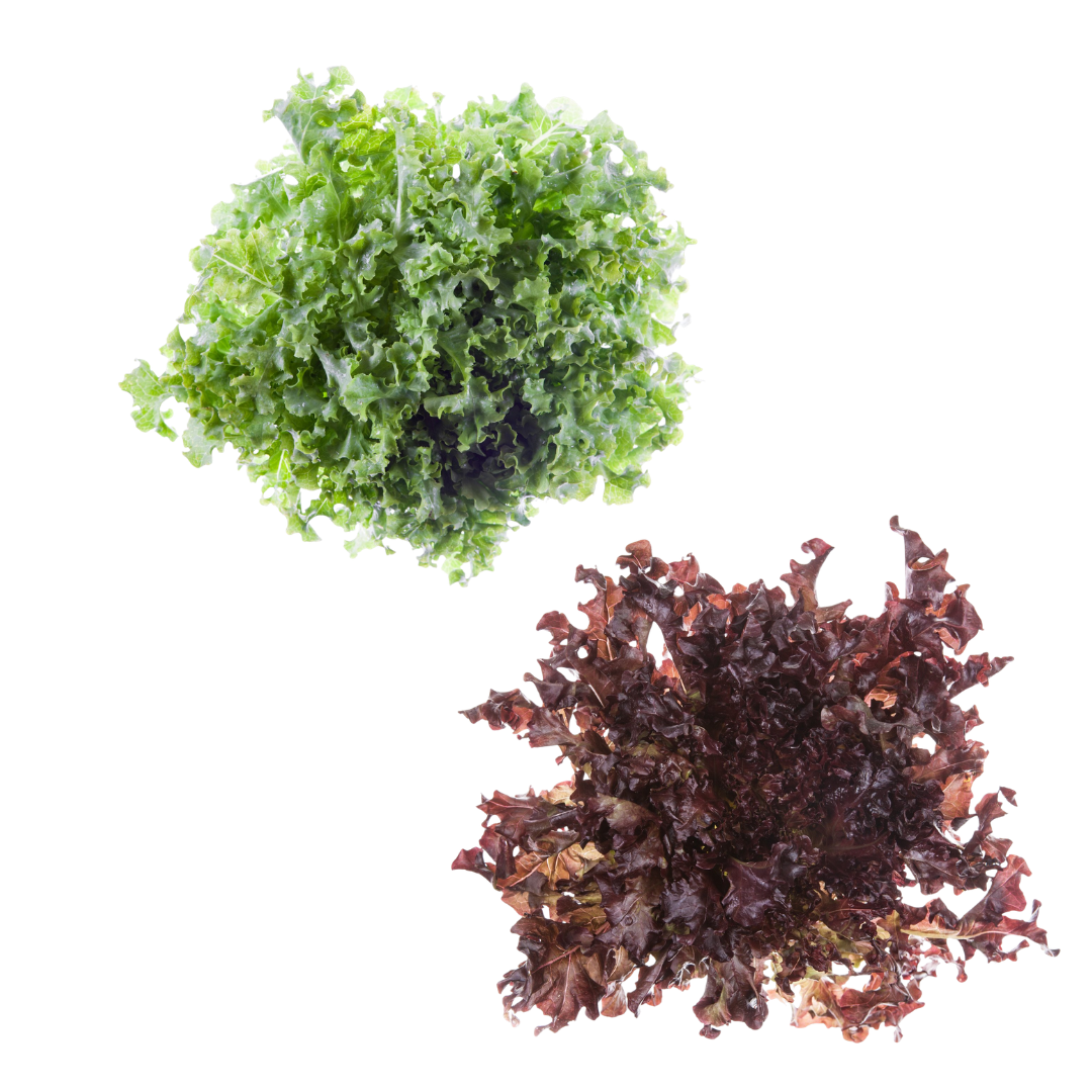 Oak leaf lettuce - Farm Surplus