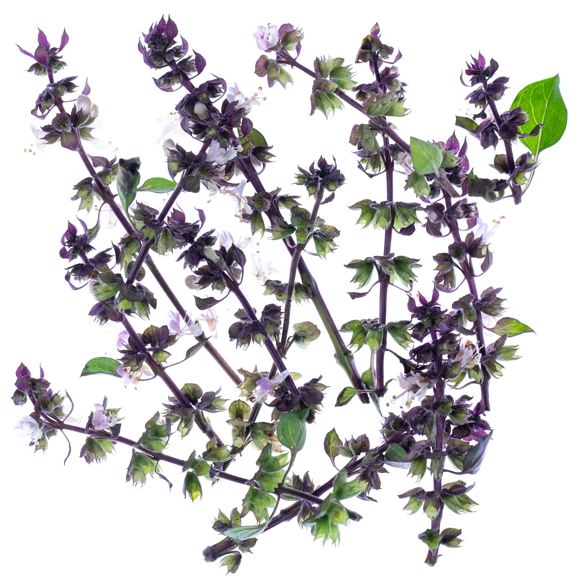 Purple Basil Blossoms