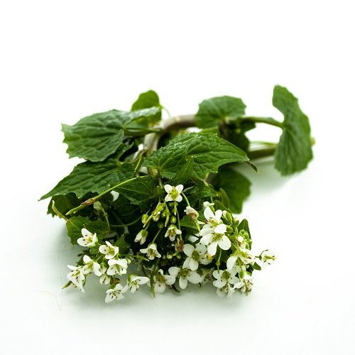 Wasabi flowers