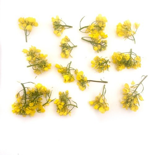 Mustard flowers