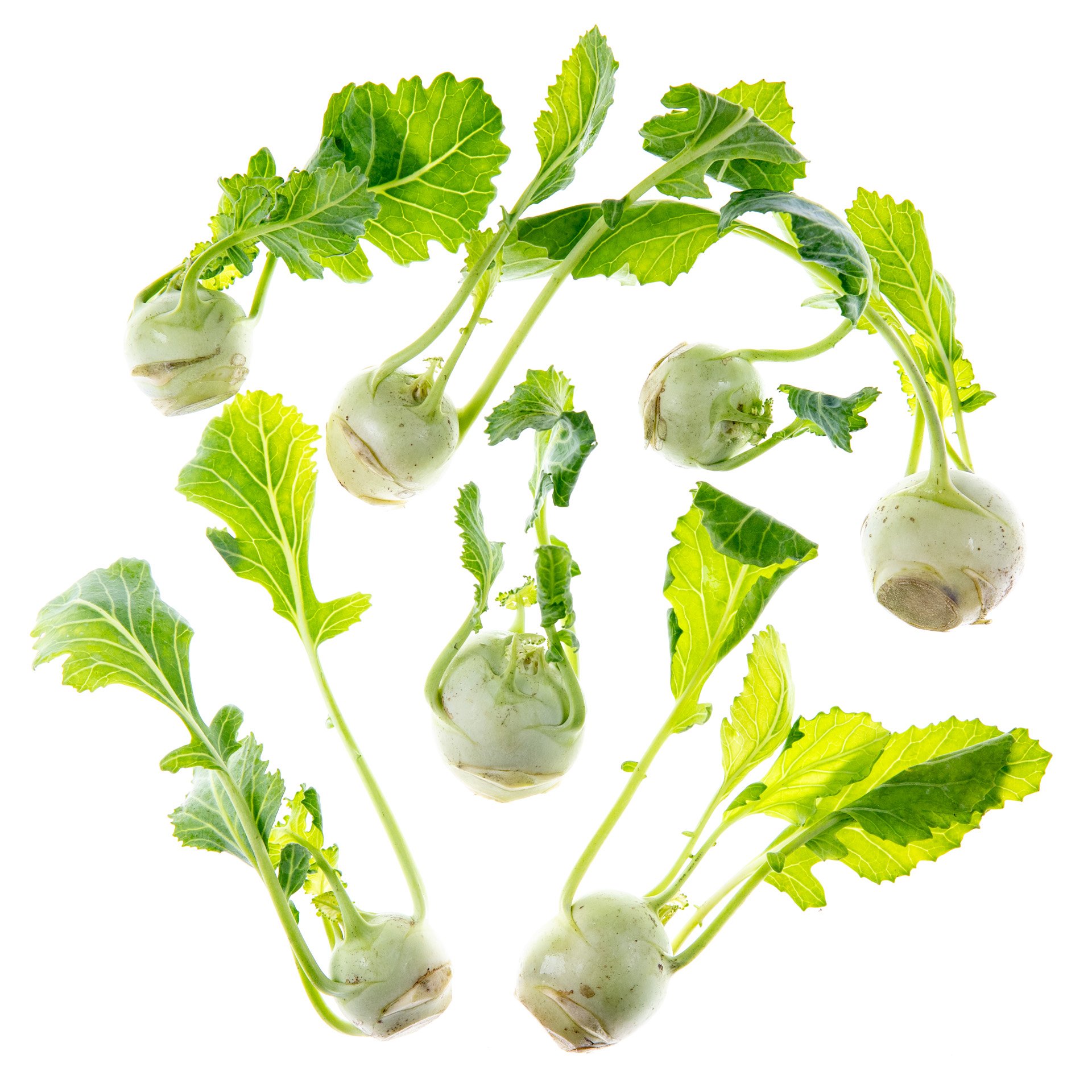 Baby Kohlrabi