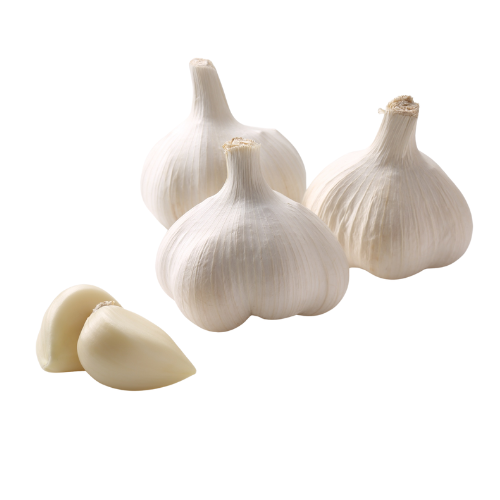 Garlic