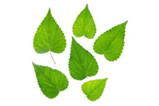 Korean Mint