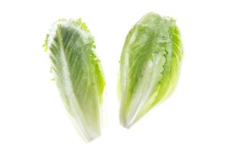 Lalique lettuce