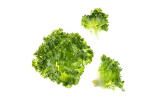 Lalique lettuce