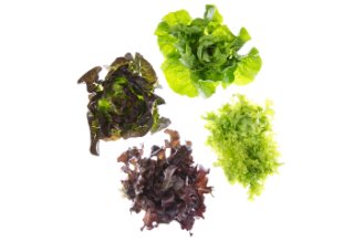 Lettuce kit
