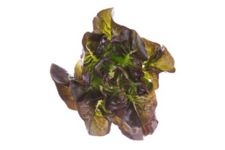 Baby gem lettuce