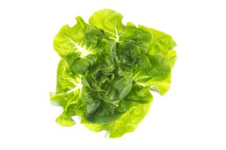 Baby gem lettuce