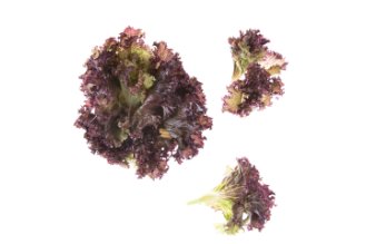 Lalique lettuce